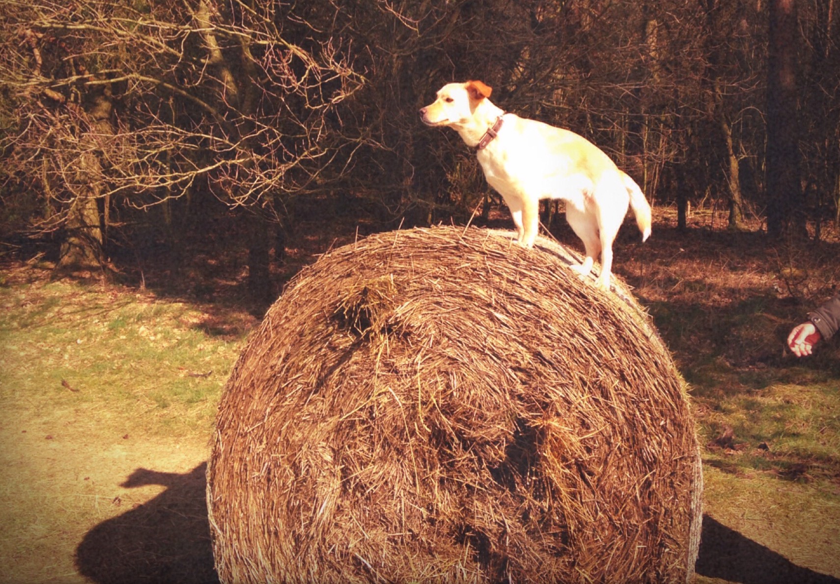 kunst für hunde